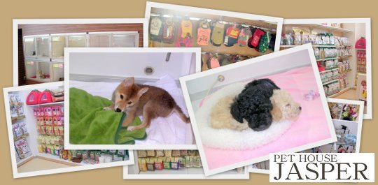 元気なわんちゃんや、かわいいグッズがいっぱい！